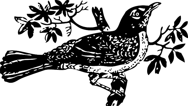 mockingbird illustration